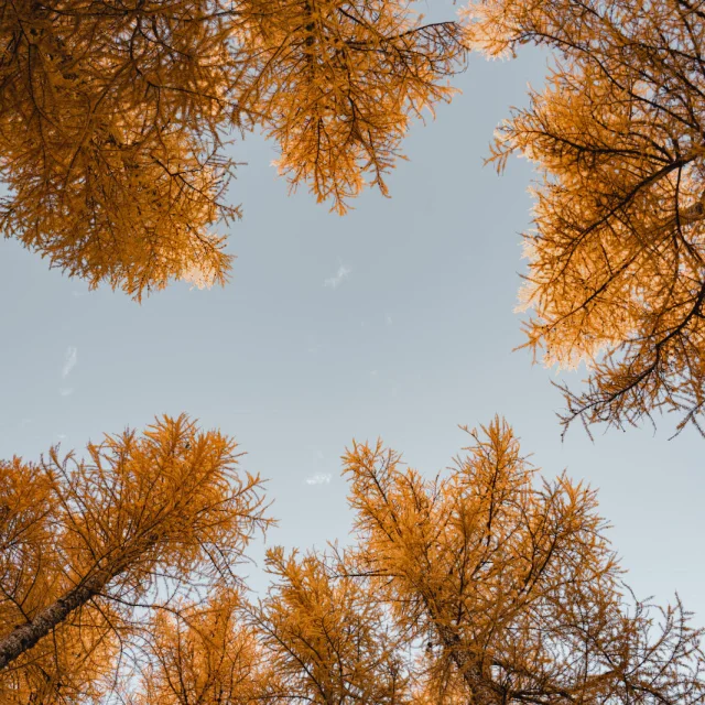 Sapins en automne