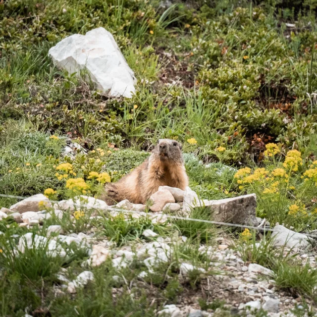 Una marmotta a Le Fornet in estate