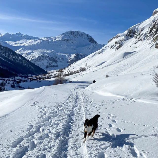 Dog on a winter walk along the Pont St Charles road in Val Disere